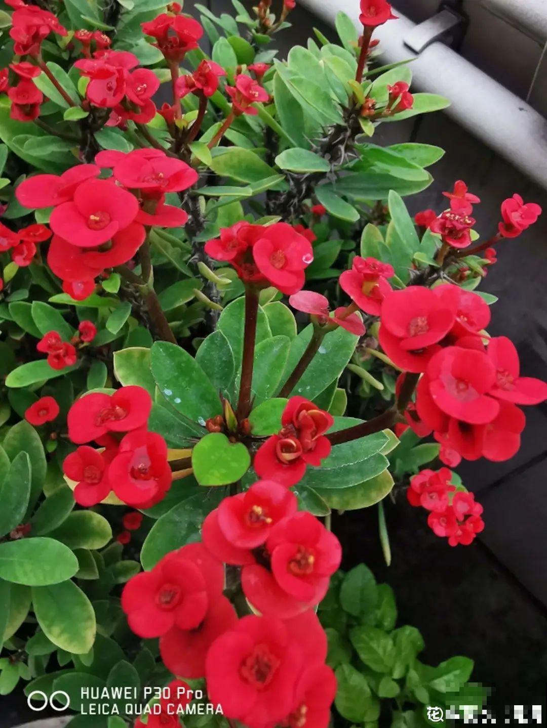10种耐旱植物，平时少浇水，开花更准时！