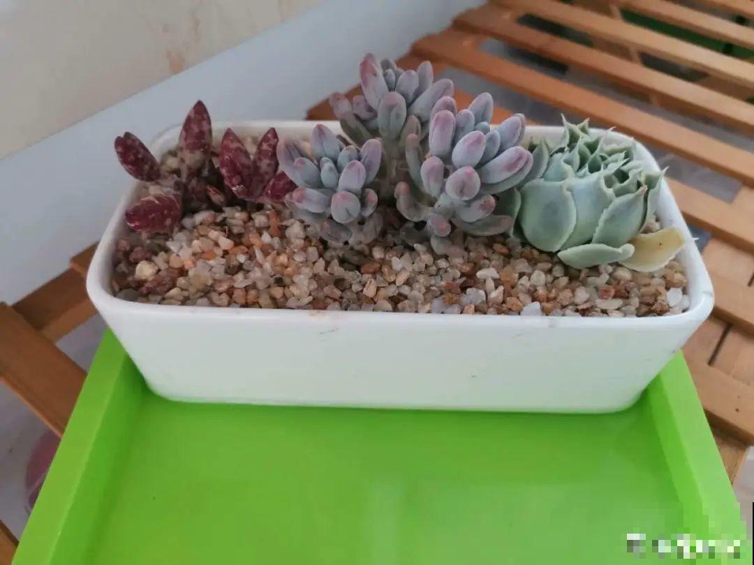 注意，绣球出现这种情况不能换盆，小心换完就死！