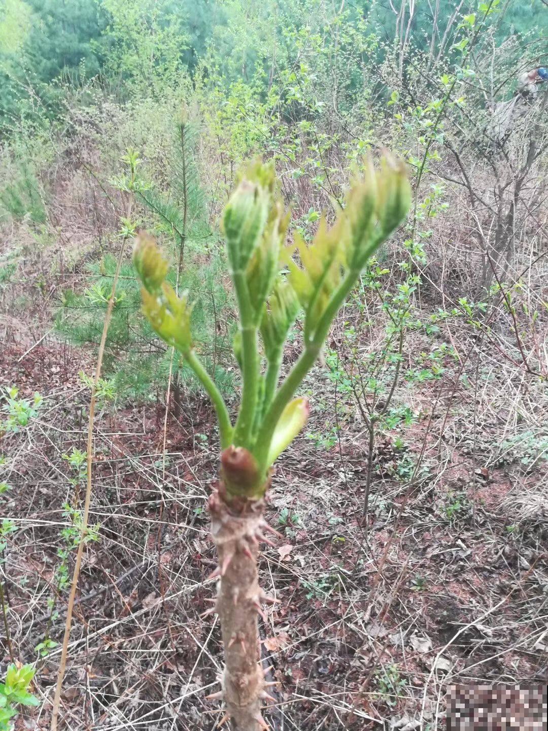 农村树上一种野菜，长得像香椿，为啥卖的比肉贵？
