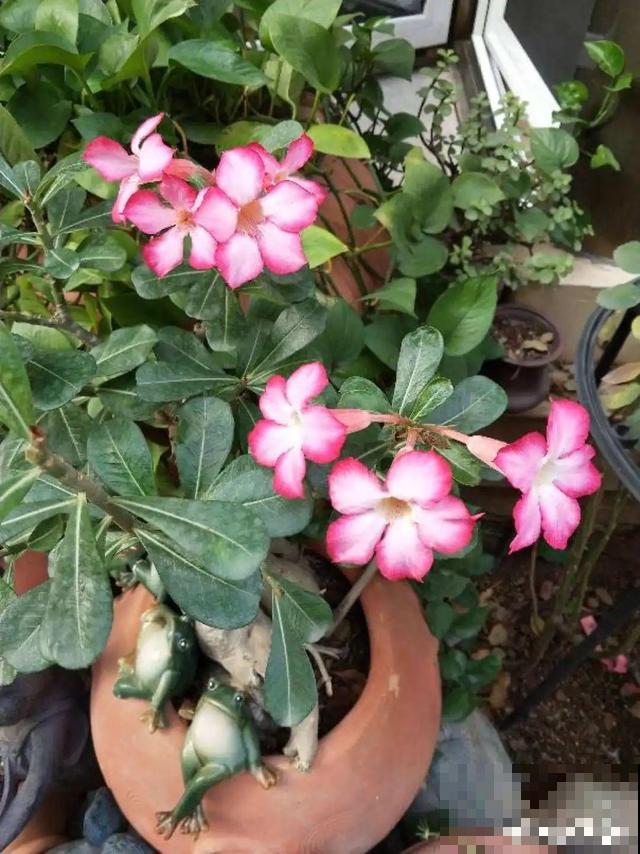 6种花能养成巨无霸，摆在家门口，路过的都称奇！