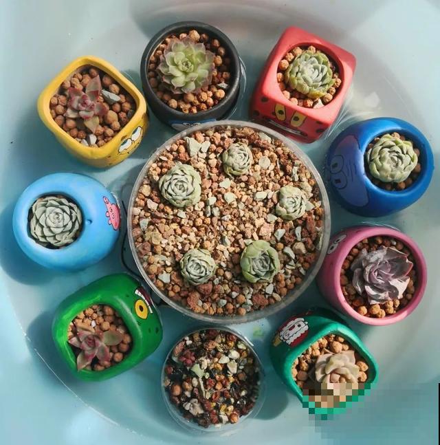 家里养盆虎皮兰，小花盆、挤着养，疯狂开花爆小崽！