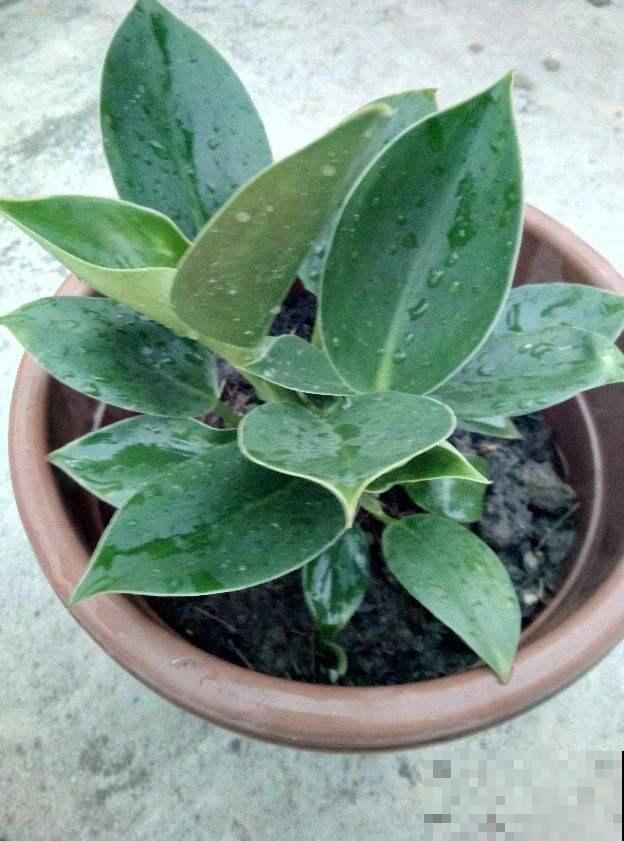 家里养棵超好养的大金钻，仿佛置身热带雨林，关键是净化空气！