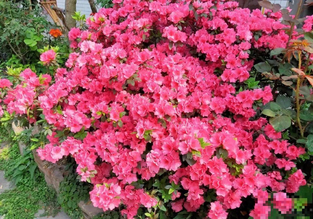 6种花种在大门口，花开一整片，镇宅又霸气！