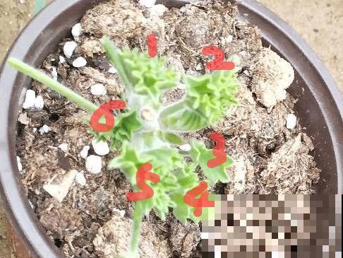 橡皮树春天要打顶，独杆变成大伞盖，叶子挤满盆！