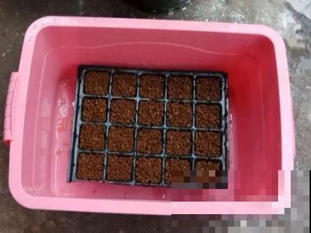 养绣球真赚了，枝条剁8段，每根都能活！