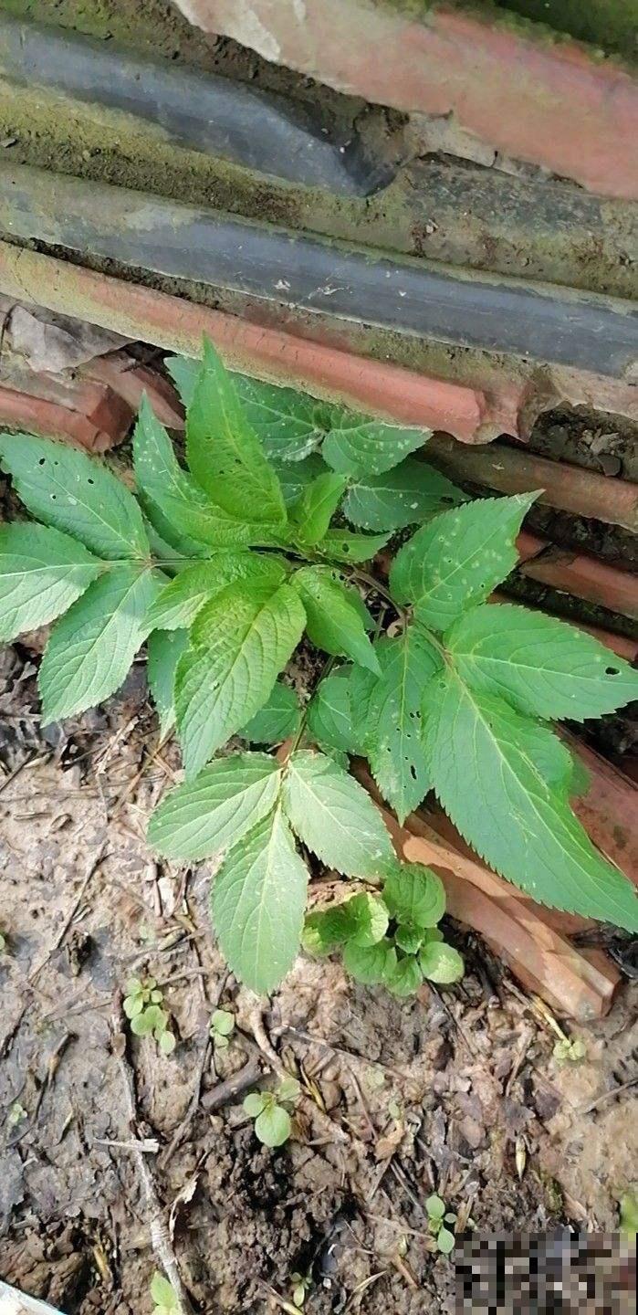 接骨草真的能接骨吗？农村地区的宝贝草，见到可不能放过！