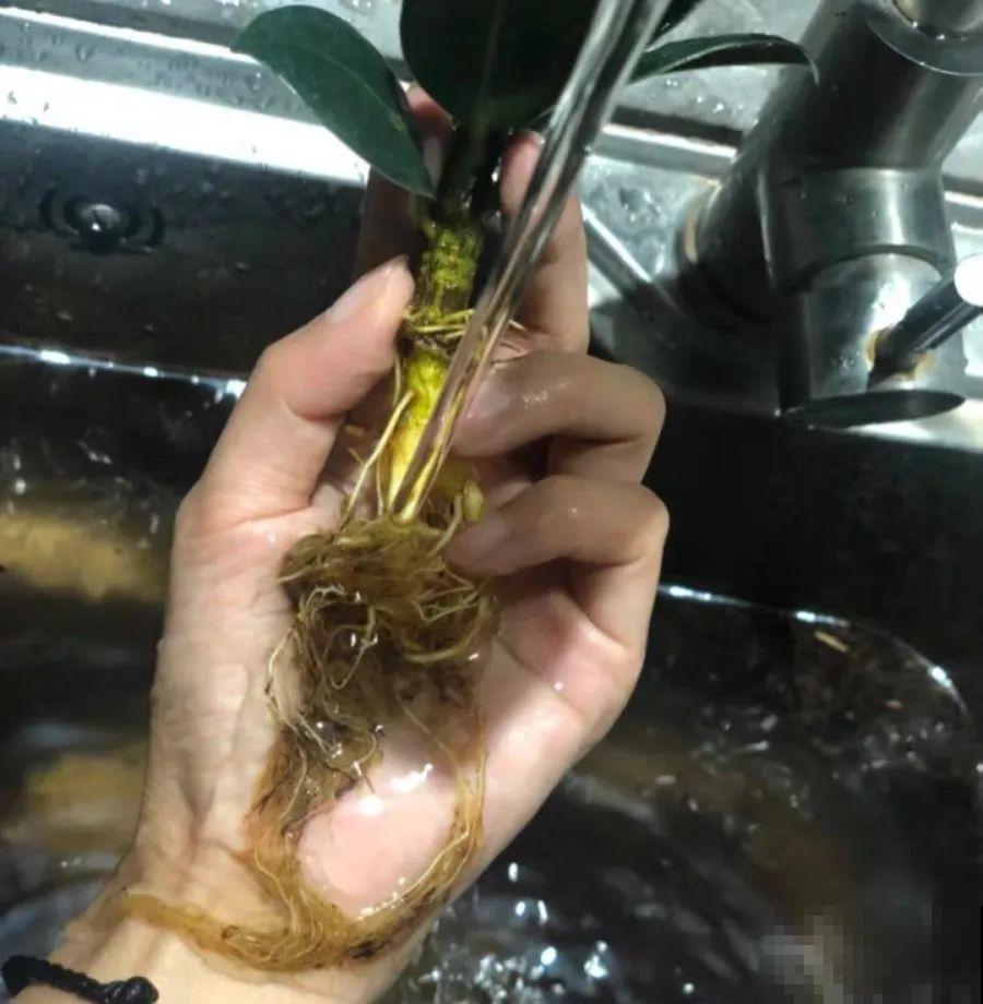 15种花超好活，掰个叉丢水里，自己发芽开出花！