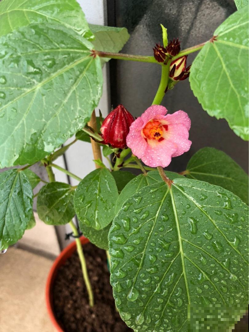 洛神花被称作“植物红宝石”，拿来泡茶酸甜爽口，老人孩子都喜欢