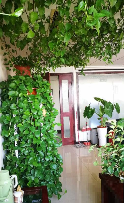 只养一盆它，就能把家里变成绿植森林，空气清新没异味！