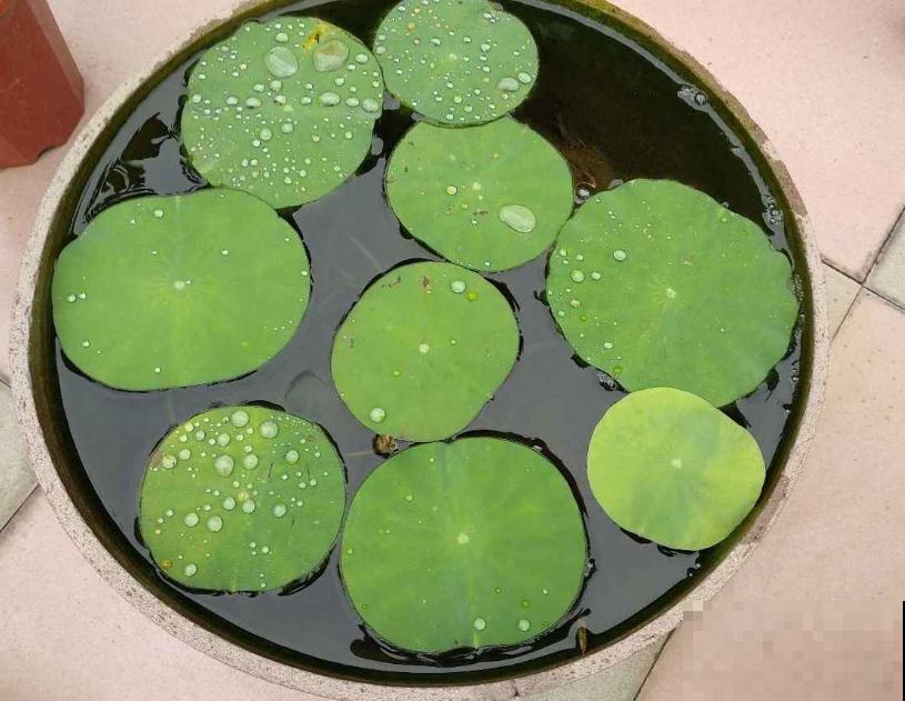 2种花浇不死，越浇水越疯长，一缺水就蔫！