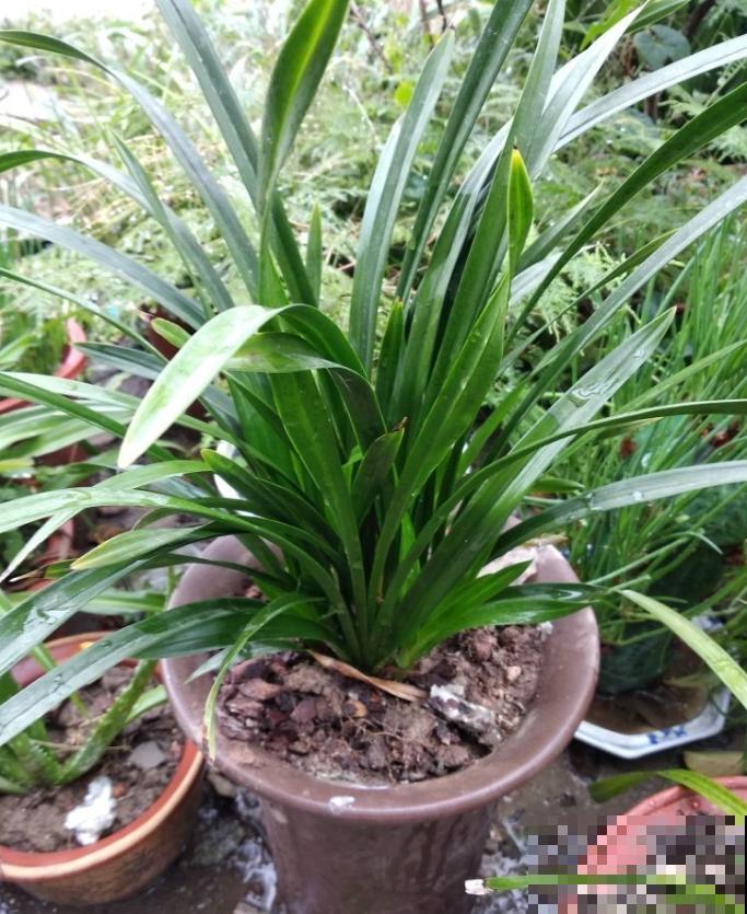 这花耐阴怕晒，摆在家里上档次，开花满屋子香味！