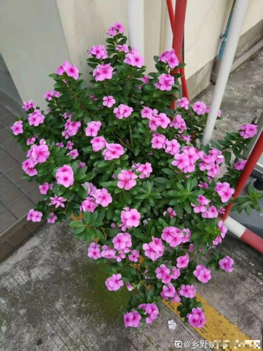 橡皮树春天要打顶，独杆变成大伞盖，叶子挤满盆！