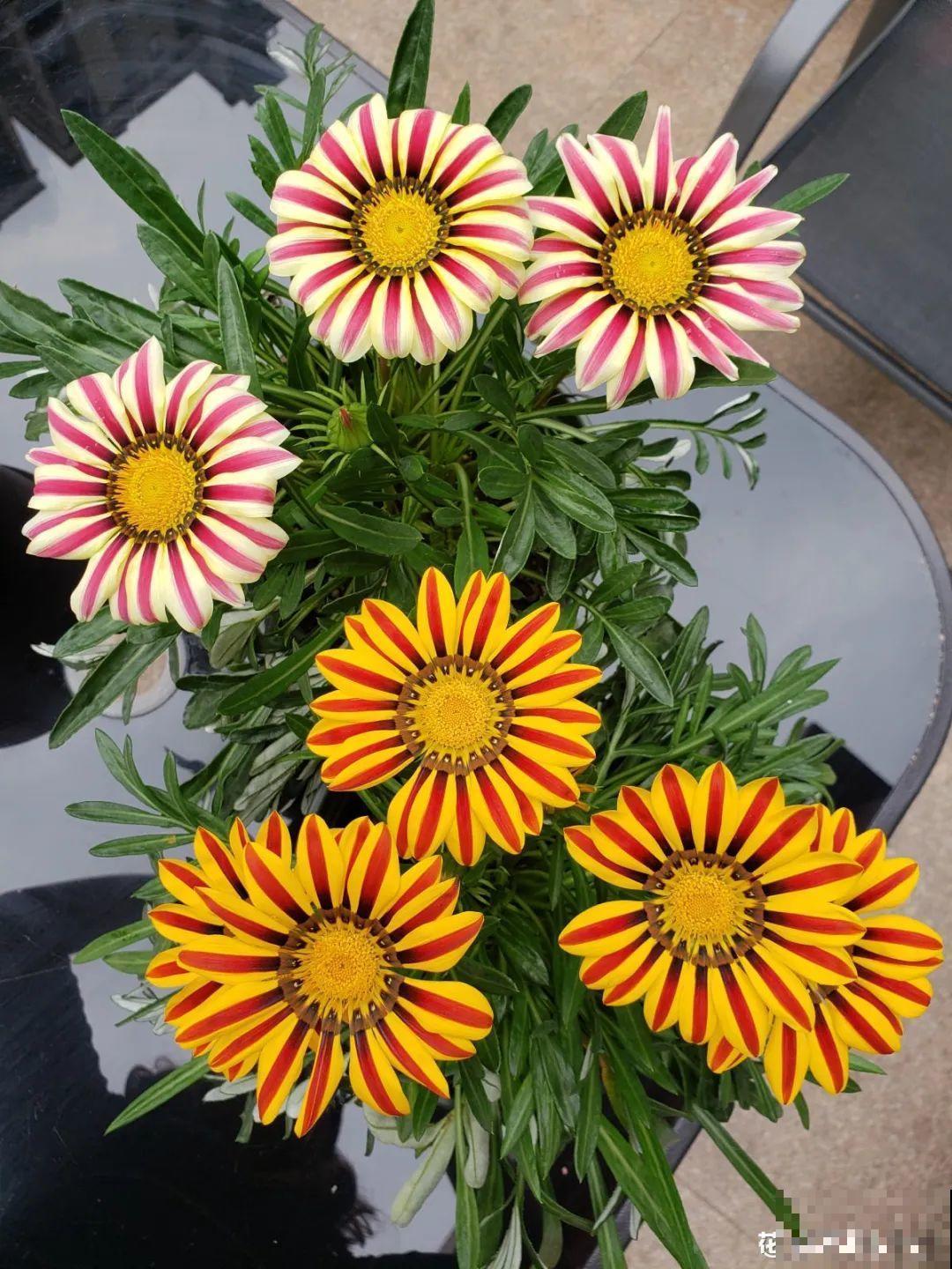 比月季还好看的花，小窗台养几盆，一茬一茬开不停！