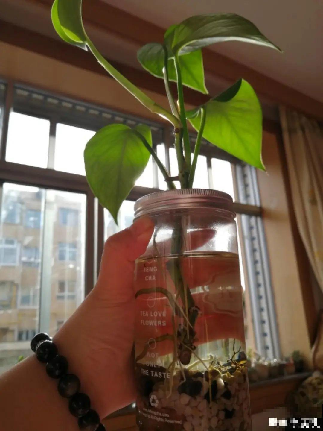 1粒小药片，碾碎丢水里，花像吃了兴奋剂疯长！