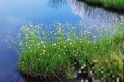 野外偶遇谷精草，一丛丛美丽茂盛，挖回家还有妙用！