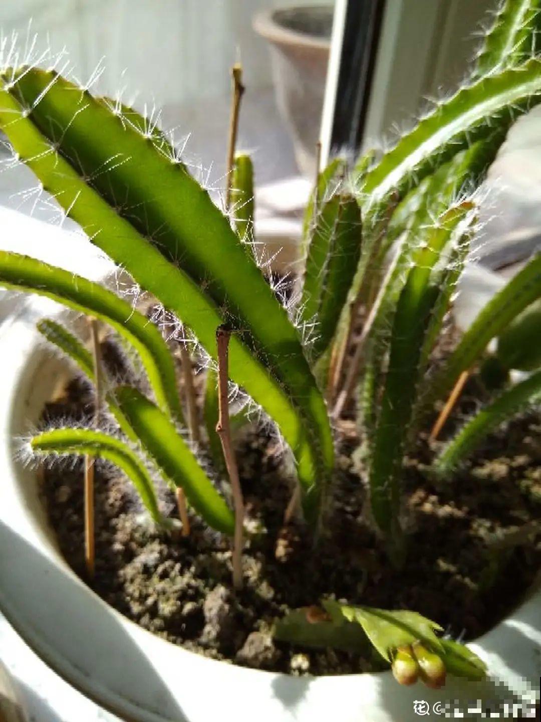 大爷家荷花种在花盆里，1次开花20朵，比巴掌还大！