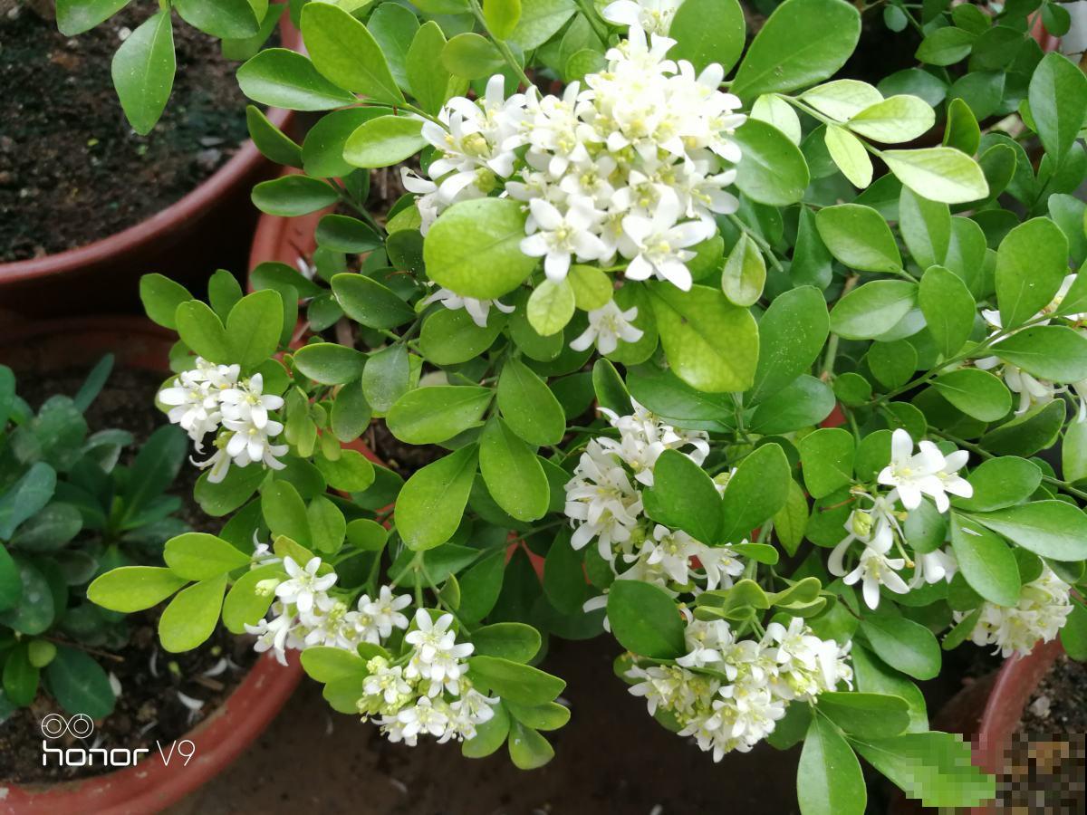 九里香实在是太香了，养在阳台楼下都能闻到，春风一吹更不得了！