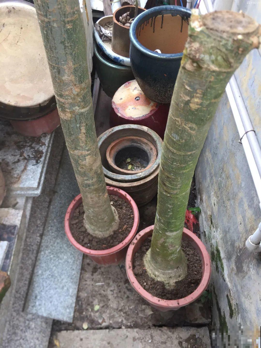春天路边逛一遭，全是养花宝贝，赶紧捡回家