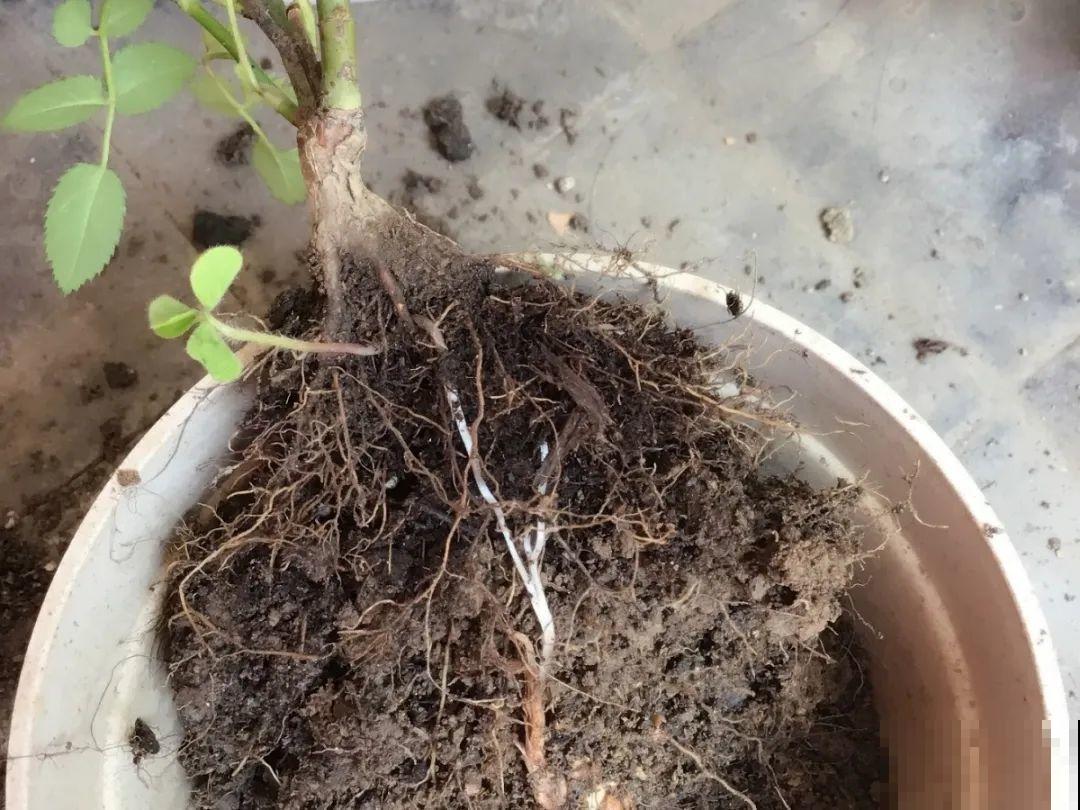 10种花，最怕换盆，换完活不过3天！