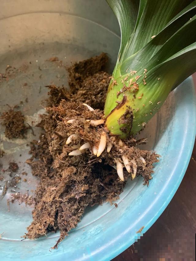 花烂根了别丢，塑料袋里捂一捂，大白根立马蹭蹭冒！