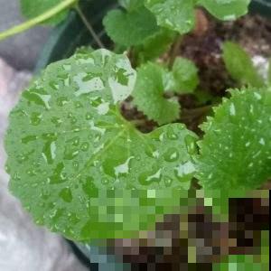 老李买了盆破破烂烂的“铜钱草”，家人都嫌弃，后来却“真香”！