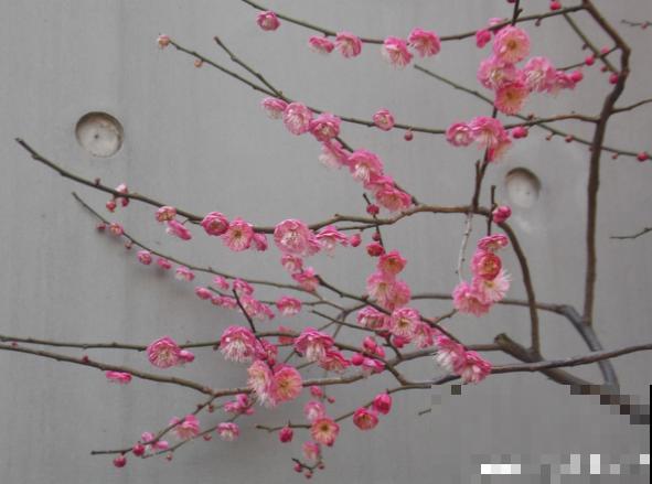 你的生日，对应的是哪种花，都进来看看吧！（上）
