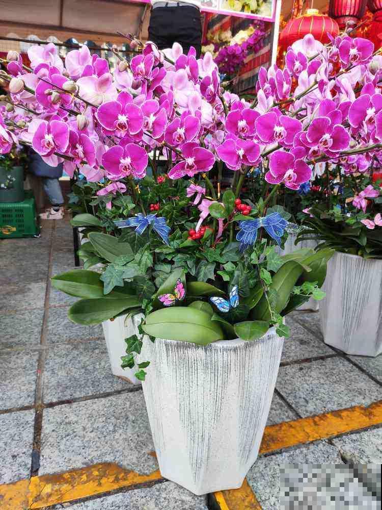 花市买回家的花，注意这6点，盆盆开爆