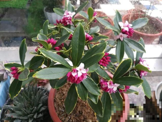 卧室别养这8种花，香得头昏脑胀，对身体有大害处！