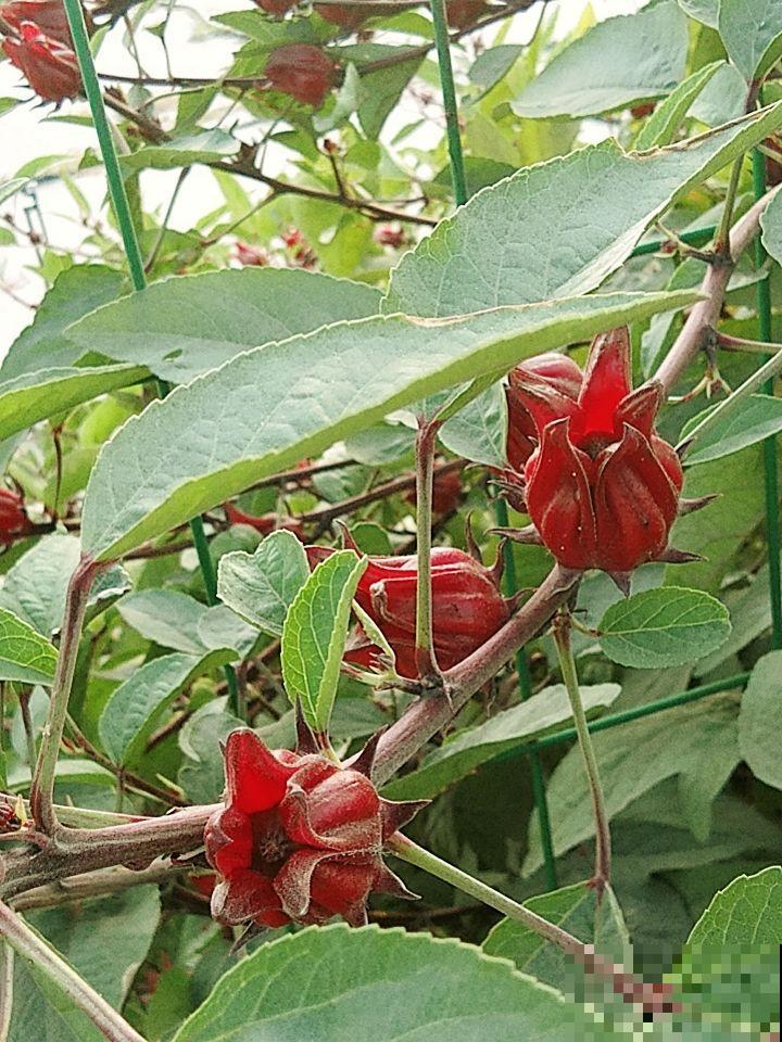 洛神花被称作“植物红宝石”，拿来泡茶酸甜爽口，老人孩子都喜欢