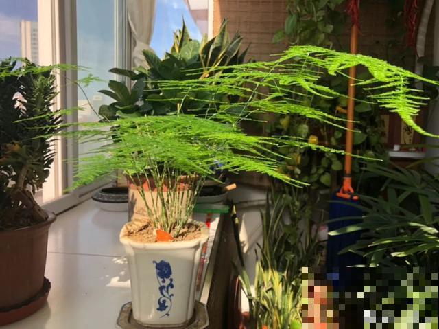 嫌花长得丑，趁现在砍头，满盆都是新叶子！