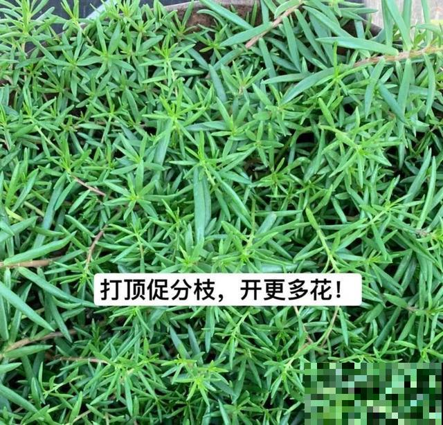 养绣球真赚了，枝条剁8段，每根都能活！