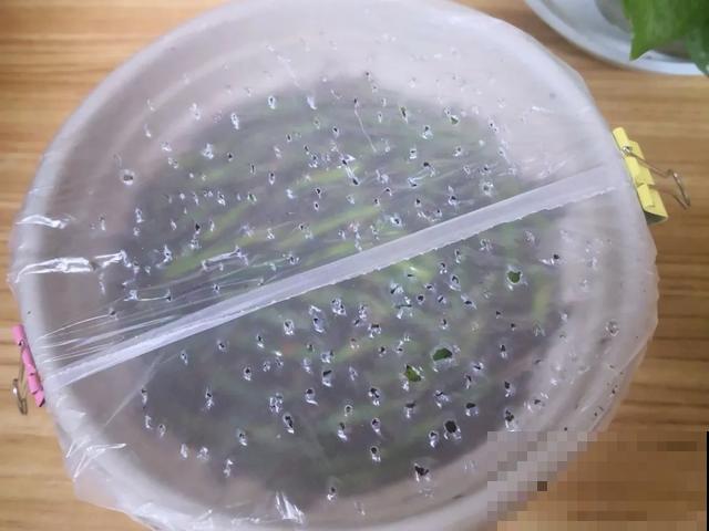 养绣球真赚了，枝条剁8段，每根都能活！