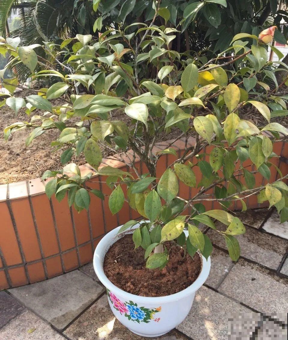 10种花，最怕换盆，换完活不过3天！