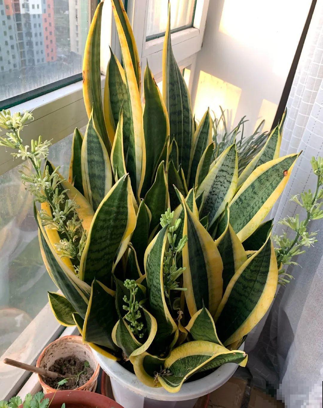 10种耐旱植物，平时少浇水，开花更准时！