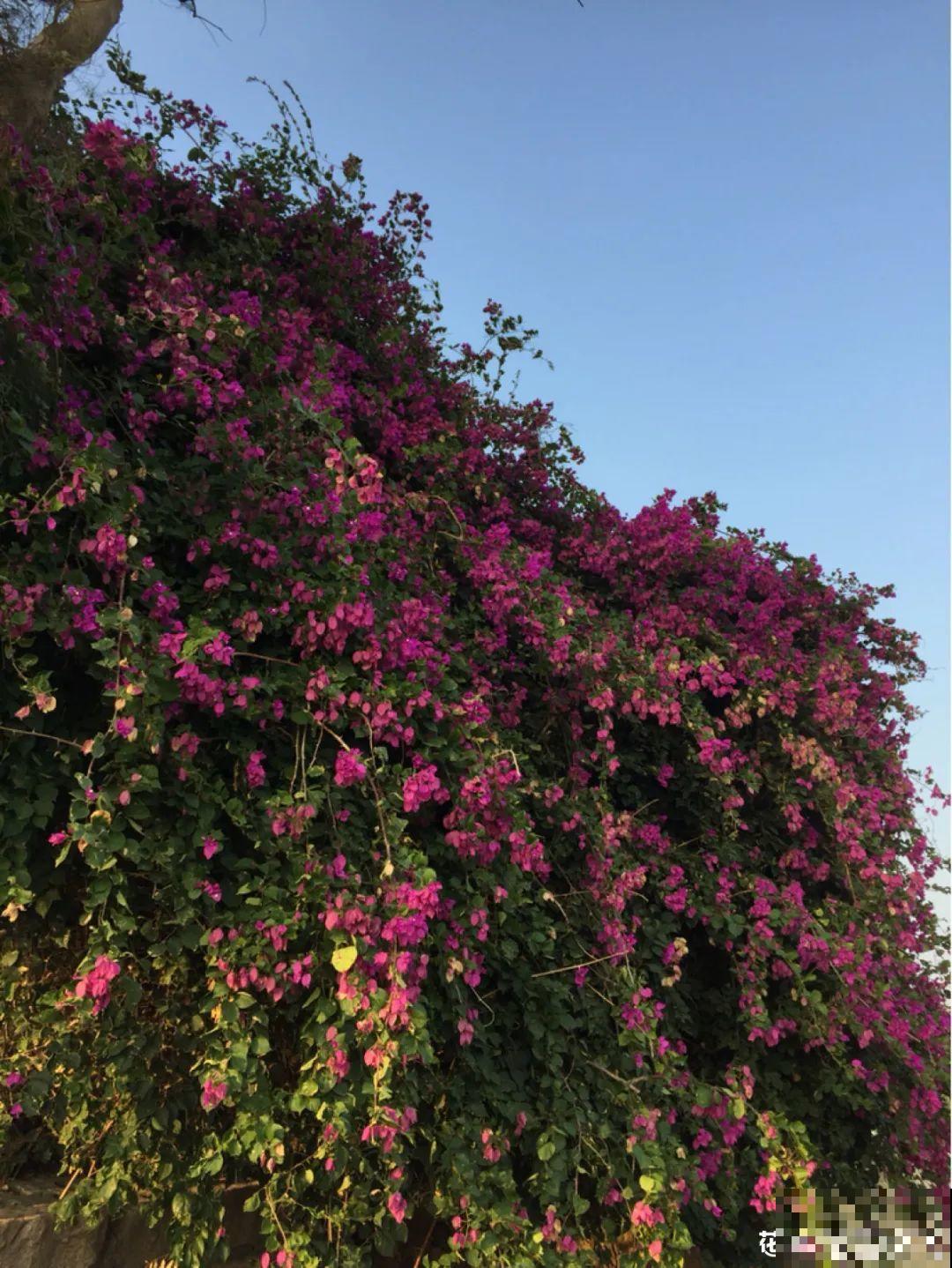 7种花，一开花就是一片花海，太震撼！