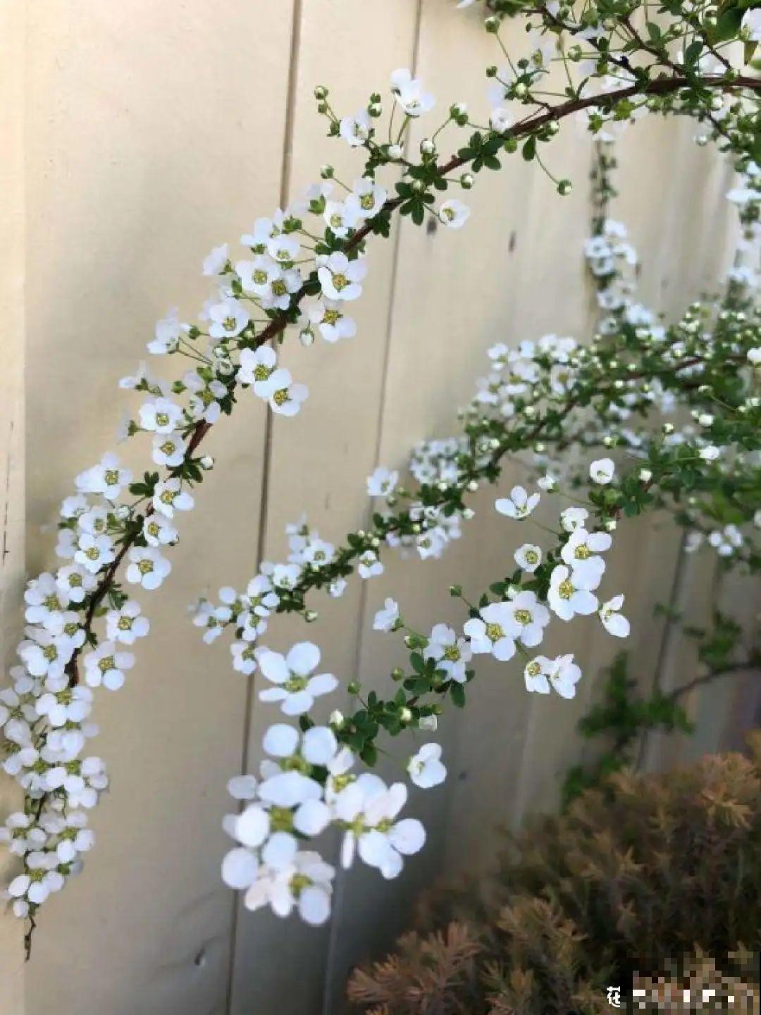 喷雪花花如其名，花量超大，开花像下雪