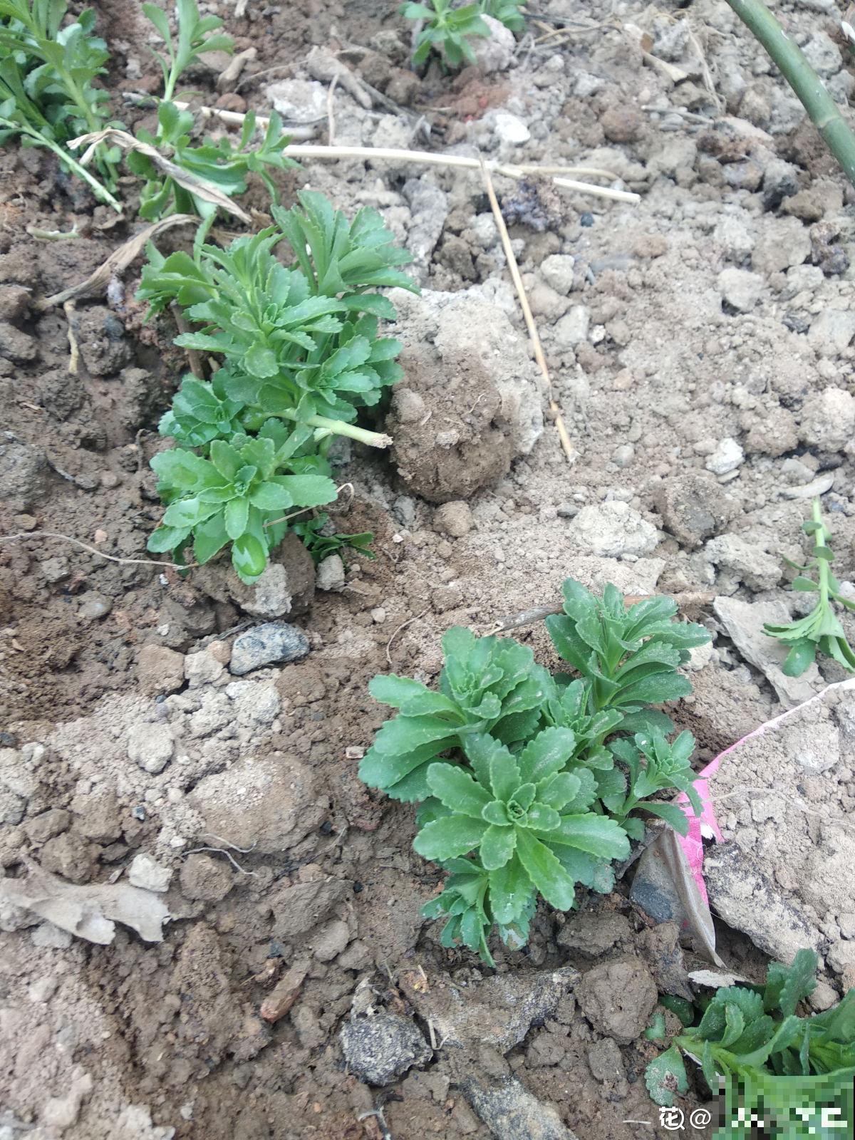 4月份宁可不吃肉，也要吃点养心菜，自己在家也能种
