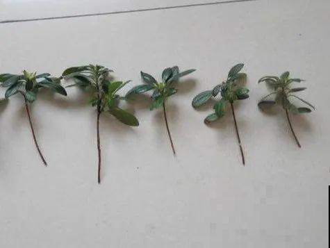 20种常见花，扦插方法大全，不用再花钱买了！