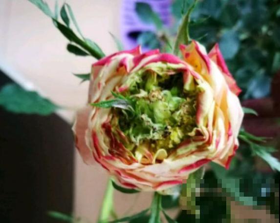 最丑月季花，不服来战，看完眼睛要瞎了！