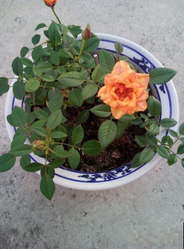 这种月季最好养，一年四季都开花，还不占地方