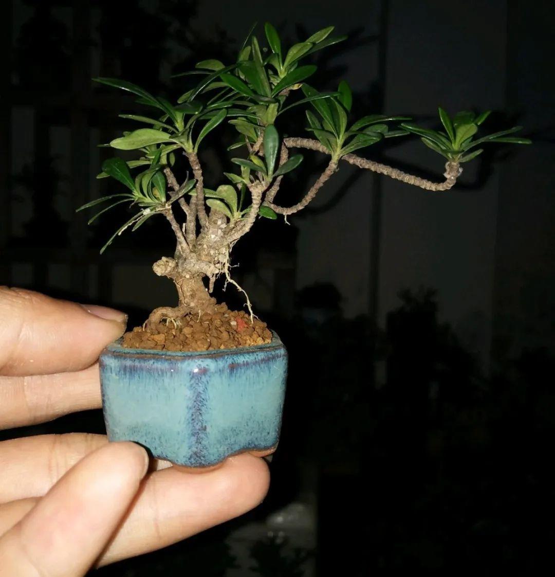 君子兰越小越值钱，养了4年，只有硬币大！