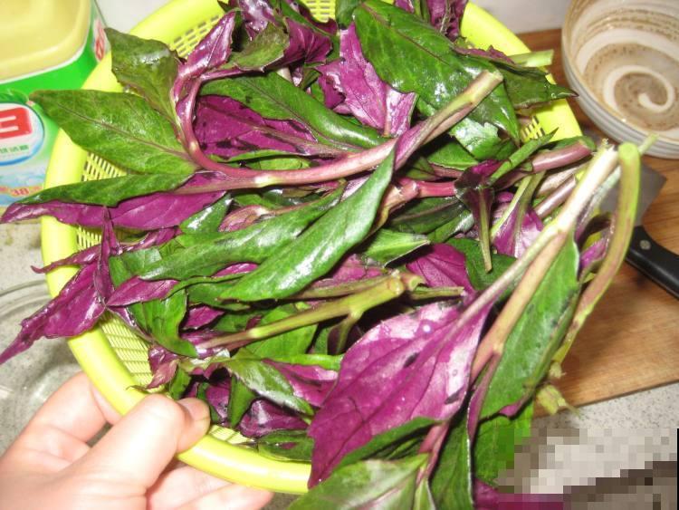 在超市卖很贵的补血菜，花盆里就能种，好看又好吃！