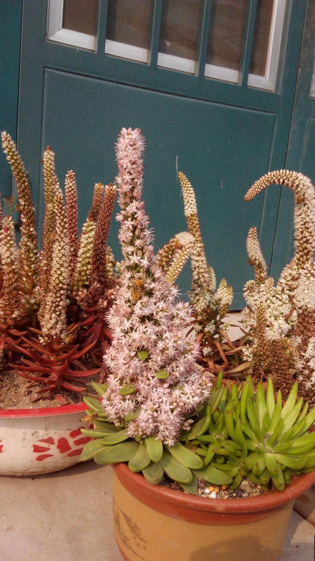 7种花，一开花就是一片花海，太震撼！