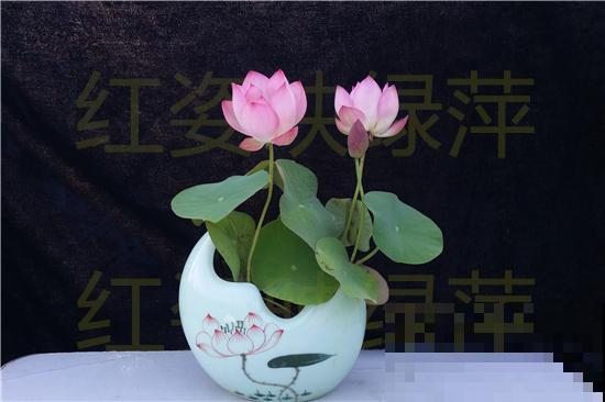 一个茶碗就能养的花，开花精致富贵，摆在窗台上档次！