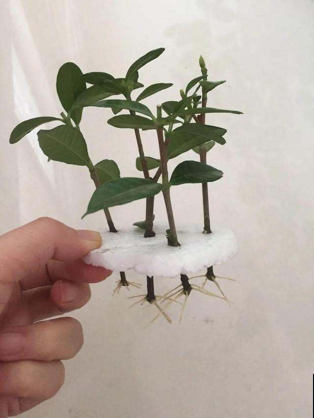 1个塑料瓶，居然有8种养花方法，省钱又好用！