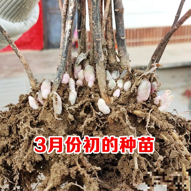 想要养皮实花，就养八宝景天，耐旱耐盐碱，开花就成大花球
