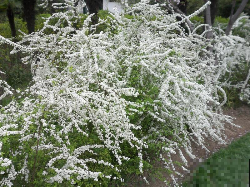 喷雪花花如其名，花量超大，开花像下雪