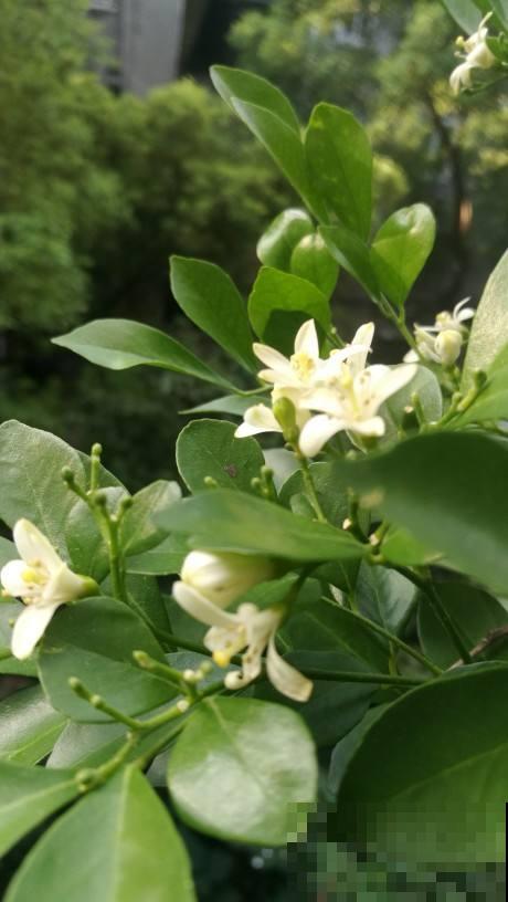 九里香实在是太香了，养在阳台楼下都能闻到，春风一吹更不得了！