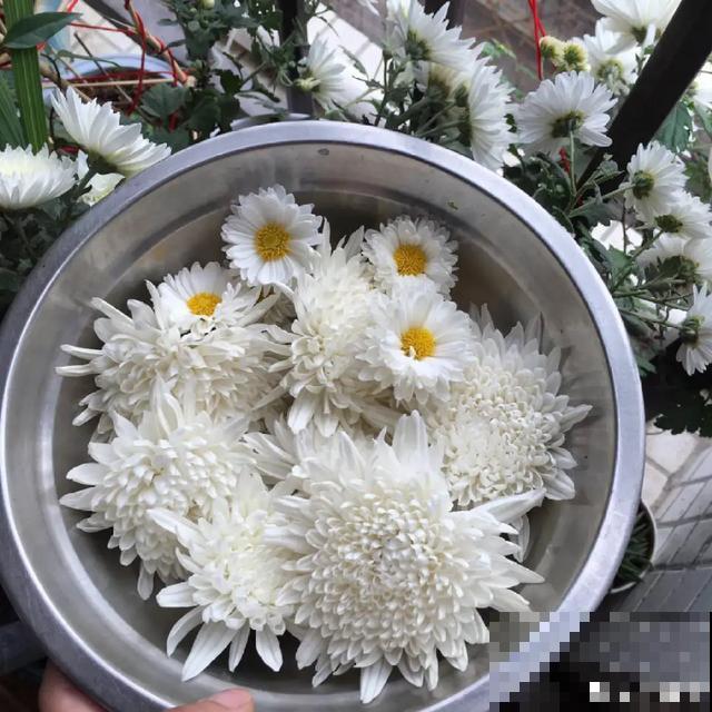 玉兰花真好吃，掐一把炒鸡蛋，竟然满嘴鸡肉味
