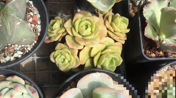 8种多肉，自带甜甜的果香味，摆窗台满屋子飘香！